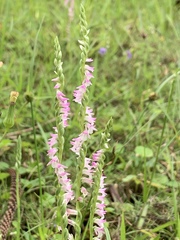 Spiranthes sinensis