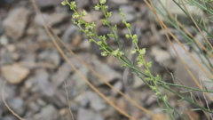 Ochradenus aucheri