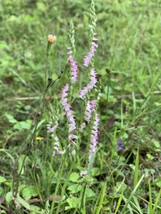 Spiranthes sinensis