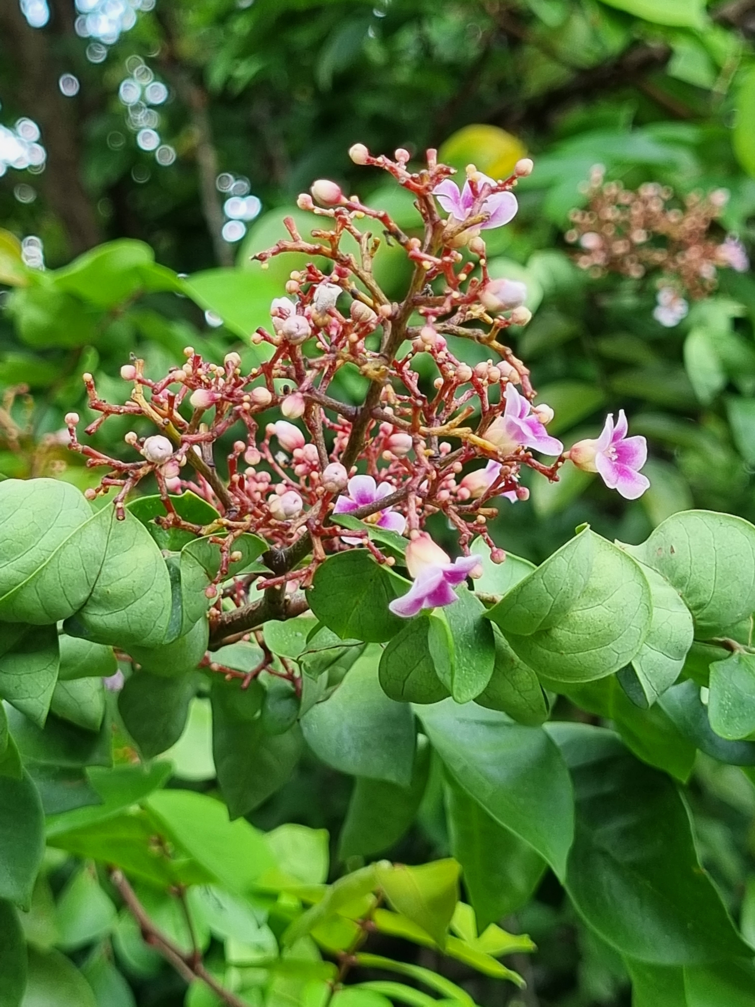 Averrhoa carambola