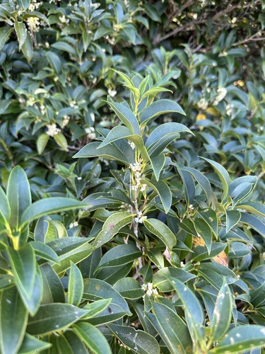 Osmanthus insularis observed 2023-11-10