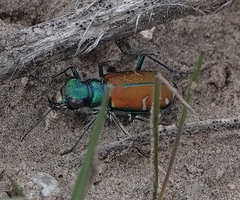 Cicindela splendida