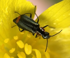Malachius mixtus
