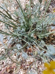 Eschscholzia minutiflora