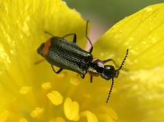Malachius mixtus