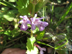 Glechoma grandis