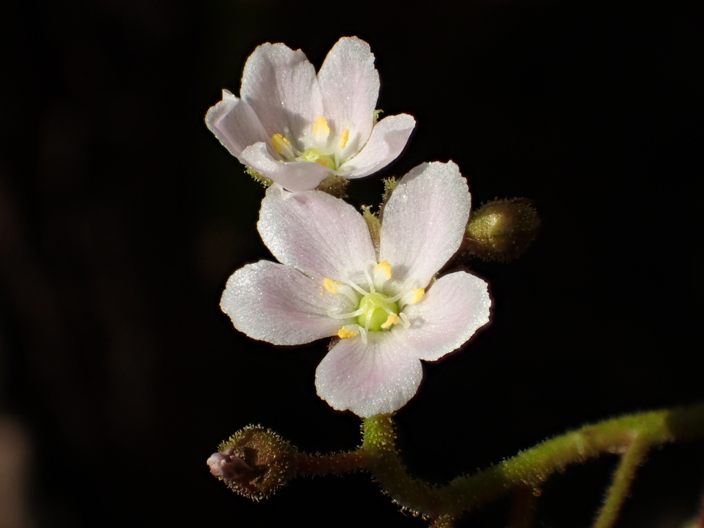 Drosera finlaysoniana (Drosera finlaysoniana)