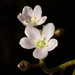 Drosera finlaysoniana - Photo (c) 葉子, some rights reserved (CC BY-NC-ND), uploaded by 葉子
