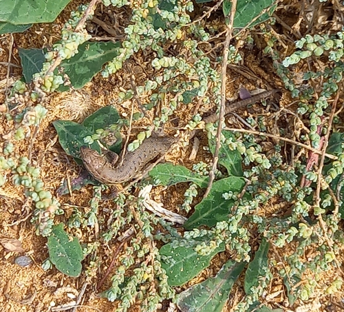 Western Psammodromus, Portugal, photo 8 of 10