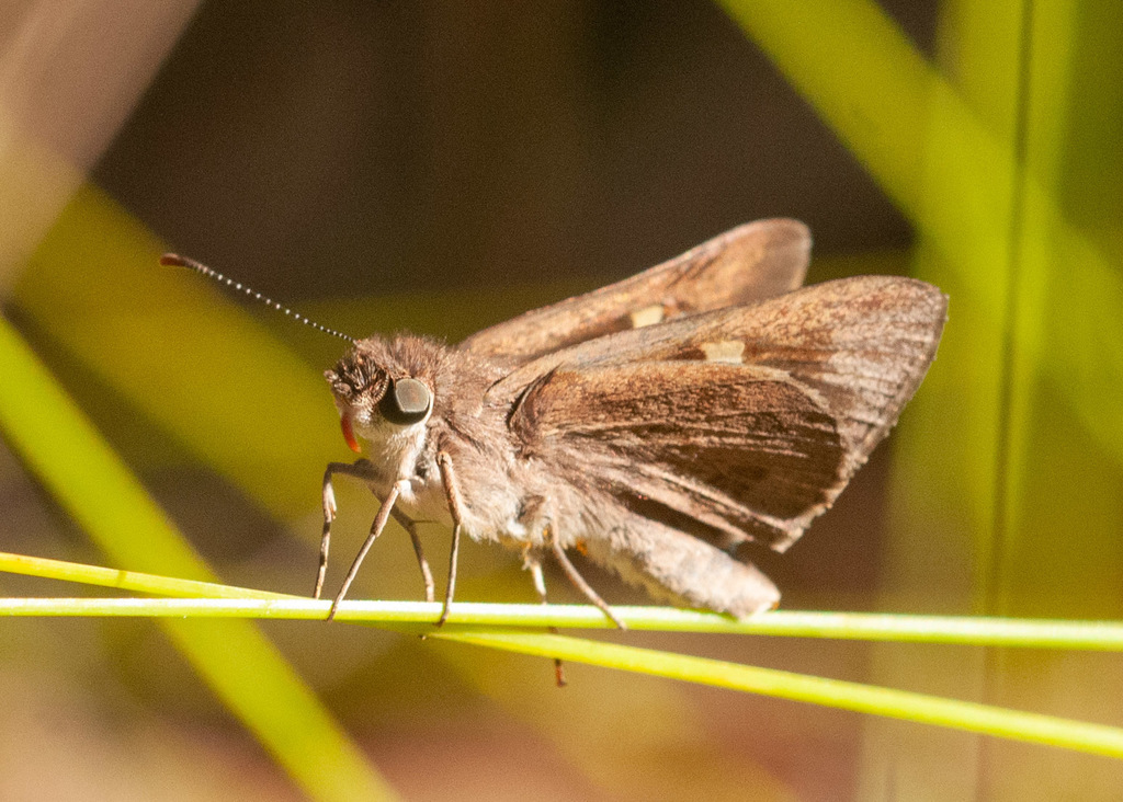 Eastern Iris-skipper