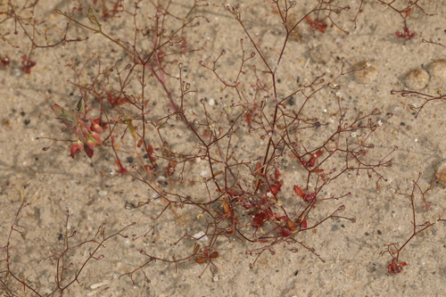 Aliciella humillima (Aliciella humillima)