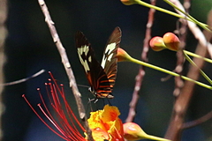 Heliconius erato amazona