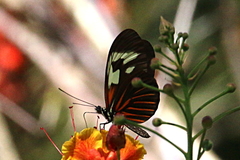 Heliconius erato amazona