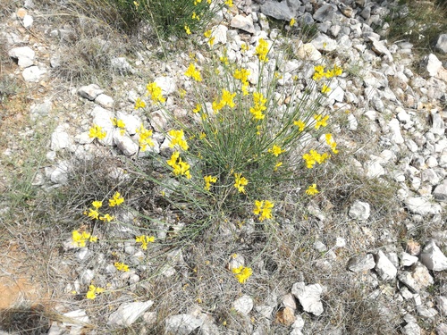 Žuka sitinasta (Spartium junceum)