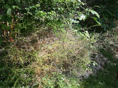Oštrolisna šparoga (Asparagus acutifolius)