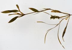 Potamogeton octandrus