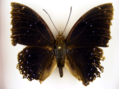 Charaxes numenes aequatorialis