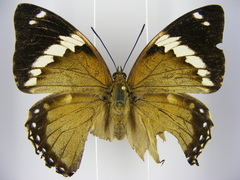 Charaxes numenes aequatorialis