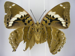 Charaxes numenes aequatorialis