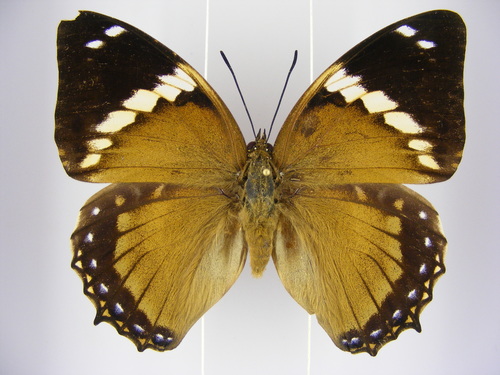 Lesser Blue Charaxes