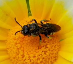 Ammobates oraniensis