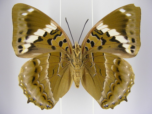 Lesser Blue Charaxes