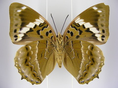 Charaxes numenes aequatorialis