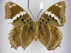 Charaxes numenes aequatorialis