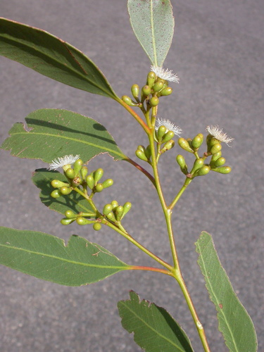 Granite Ironbark (Eucalyptus granitica)