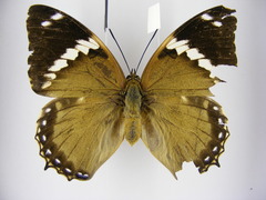 Charaxes numenes aequatorialis