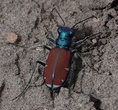 Cicindela splendida