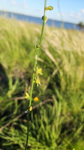 Clara ophiopogonoides (Clara ophiopogonoides)