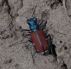 Cicindela splendida