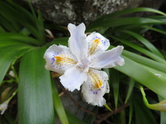 Iris japonica