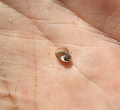 Calliostoma supragranosum