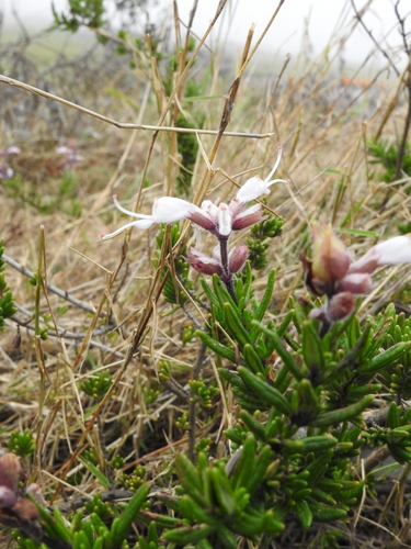 Image of Syncolostemon albiflorus by (c) katuchka, some rights reserved (CC BY)