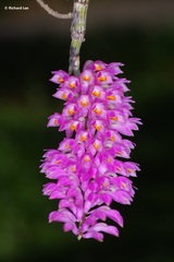 Dendrobium secundum