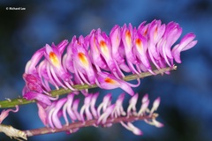 Dendrobium secundum
