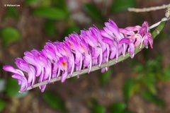 Dendrobium secundum