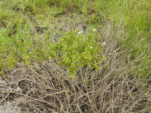 Image of Syncolostemon albiflorus by (c) katuchka, some rights reserved (CC BY)