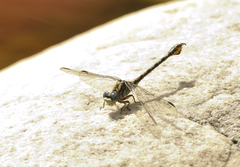 Paragomphus cognatus