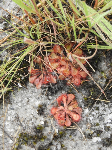 Image of Drosera dielsiana by (c) katuchka, some rights reserved (CC BY)