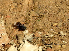 Frieseomelitta nigra