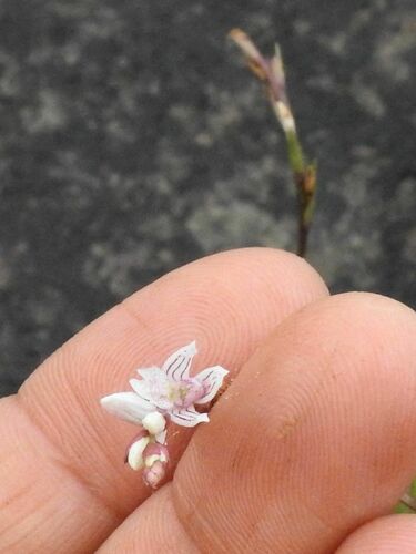Image of Crimplene Splitlip Orchid (Schizochilus crenulatus) by (c) katuchka, some rights reserved (CC BY)