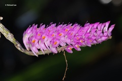 Dendrobium secundum
