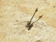 Paragomphus cognatus