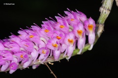 Dendrobium secundum
