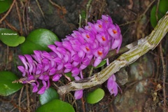 Dendrobium secundum