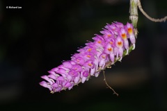 Dendrobium secundum