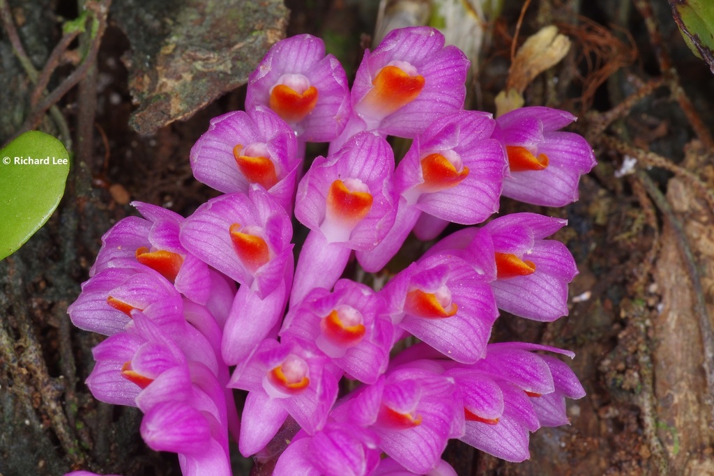 Dendrobium secundum (Dendrobium secundum)